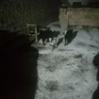 دوعدد بز شیرا