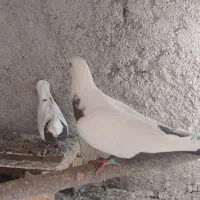 کبوتر طوقی دُم سرکه ای