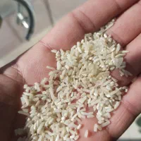 برنج سر لاشه فجر ۹۰ روزه گرگان