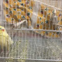 طوطی