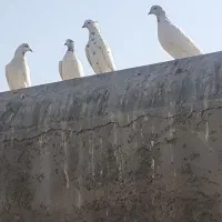 بوم کبوتر راعبی و تهرونی|پرنده|اصفهان, کردآباد|دیوار