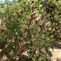 فروش نهال های یه ساله دوساله سه ساله تضنمینی