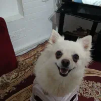 سگ پامر ماده با یه توله