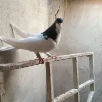 کبوتر|پرنده|الوند, |دیوار