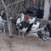 تخم مرغ محلی اصل اصل