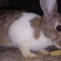 مرغ و خروس جوجه خرگوش لاری|حیوانات مزرعه|مشهد, انقلاب|دیوار