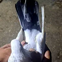 دم سبز نر