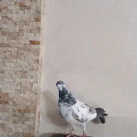 کبوتر خارجی ماده شماره دار