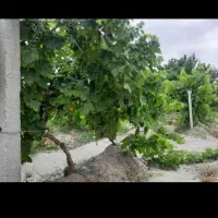 فروش ۱۴۰۰ متر  باغ و ویلای انگور در لاهرود|فروش زمین و ملک کلنگی|مشگین شهر, |دیوار