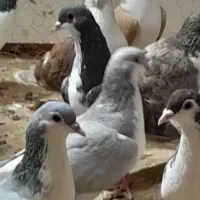 کفترساده پاک