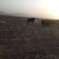 قوچ افشاری
