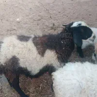 میش