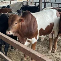 دام زنده سبک و سنگین|حیوانات مزرعه|رودهن, |دیوار