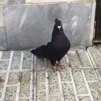 فروش صرب|پرنده|شاهین‌شهر, فردوسی|دیوار