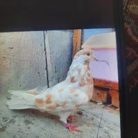 ۷ عدد کبوتر پرشی گرفتنی|پرنده|سمنان, |دیوار