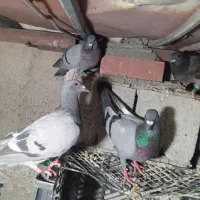 کبوتر پلاکی چند نژاد خوب کسی خواست درخدمتم