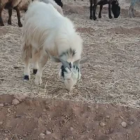 بز چپش|حیوانات مزرعه|مبارکه, |دیوار