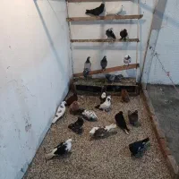 کبوتر فروشی دوبر وطوقی