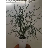 گلهای سرحال وپرریشه|گل و گیاه طبیعی|شاهرود, |دیوار