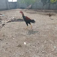 تخم مرغ لاری