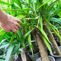گل یوگا بونسای|گل و گیاه طبیعی|رشت, پارک شهر|دیوار