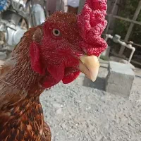 خروس لاری یک|حیوانات مزرعه|میناب, |دیوار