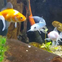 ماهی گلدفیش