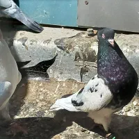 کله سیاه سینه