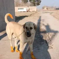 سگعراقی از نسل  معتبر