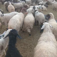میش داشتی