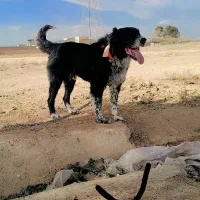 واگذاری سگ قهدریجان|سگ|لنجان, |دیوار