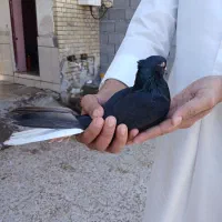 جفت اشعل برا فروش|پرنده|سوسنگرد, |دیوار