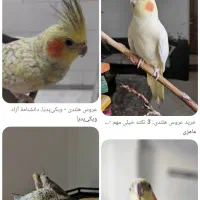 قبول واگذاری پرنده شما و نگهداری کامل