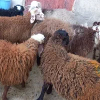 گوسفند|حیوانات مزرعه|کلیائی, |دیوار