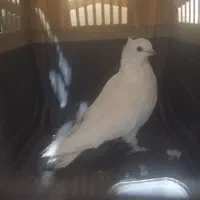 کفتر ماده موش پا