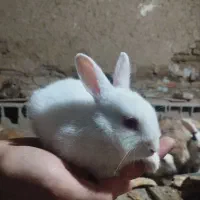 بچه خرگوش سفید چشم قرمز