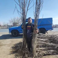 نهالستان‌ حمیدی