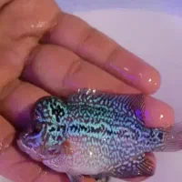 فلاوررددراگون