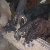 بزفروشی|حیوانات مزرعه|بجنورد, |دیوار