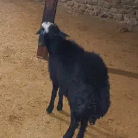 بره قوچی قره قزل