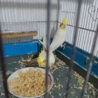 عروس هلندی جنس خوب تاج بزرگ