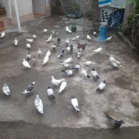 کبوتر|پرنده|صومعه‌سرا, |دیوار