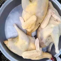 مرغ ، اردک ، بوقلمون محلی|حیوانات مزرعه|رشت, کوی جام جم|دیوار