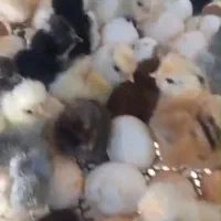 جوجه گلپایگانی یک روزه/ جوجه اردک پکنی یک روزه|حیوانات مزرعه|جوادآباد, |دیوار