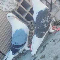 کبوتر دوبال شامی