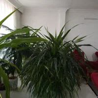 گلهای بزرگ و شاداب برا سالن های بزرگ|گل و گیاه طبیعی|نیشابور, ده حلاج|دیوار