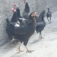 مرغ