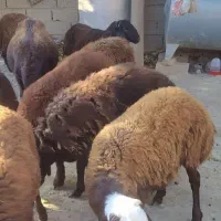 نر بره افشاری وکردستانی