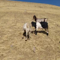 بزغاله نر|حیوانات مزرعه|دینور, |دیوار