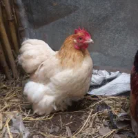 کوشین